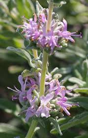 Image result for Salvia stenophylla