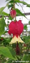 Image result for Abutilon rehmannii