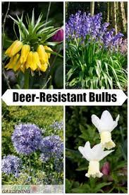 This is because these flowers are not found in a deer's habitat. Deer Resistant Bulbs For Spring Color In The Garden