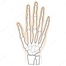 Bones Of The Human Hand Stock Vector Gleighly 8372925