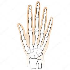 bones of the human hand stock vector gleighly 8372925