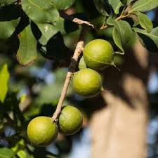 Image result for Macadamia aff. integrifolia