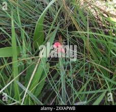 Image result for Indigofera hedyantha