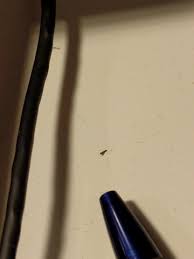 Hallo ihr lieben mamis, vielleicht hat jemand ähnliche erfahrungen gemacht und kann mir weiter helfen. Was Sind Das Fur Wurmer In Meinem Zimmer 2 3mm Lang Schwarz Hangen Am Faden Sehr Viele Am Fenster Tiere Insekten Ungeziefer