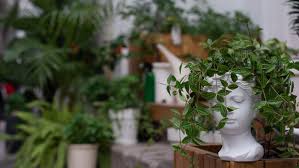 门口种着很多种的植物in 2021 plants