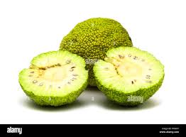 Image result for Maclura