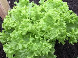 旬を食べよう オランダの季節の野菜 果物一覧 夫とふたり オランダ アイントホーフェン暮らし From Eindhoven The Netherlands