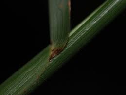 Image result for Hemarthria natans