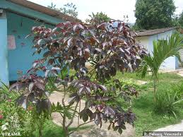 Image result for Jatropha seineri