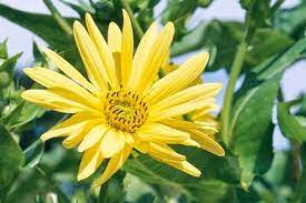 How to identify wild flowers, trees and shrubs in britain and ireland. See The Rhs Top 10 Best Agm Yellow Daisies Rhs Gardening