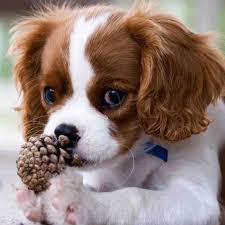 Daimond Nakis Kopekler Cavalier King Charles Spaniel Ve Cam Koni Mozaik 5d Diy Desen Ev Dekor Online Alisveris Sitesi Joom Da Ucuza Alisveris Yapin