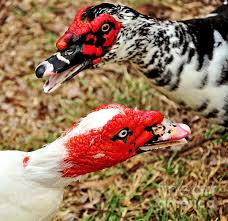 Black And White Goose With Red Beak Muscovy Ducks With Images Muscovy Duck Birds