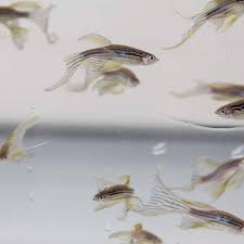 Image result for Zebrafish