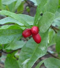 Pin On Fruits