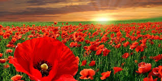 Résultat de recherche d'images pour "FLEURS ROUGES"