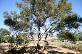 Image result for Searsia lancea