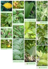 Image result for Zanha africana