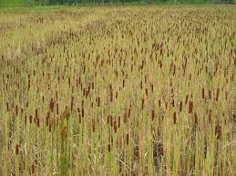 Image result for Typha