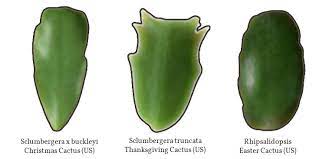 There are different types of christmas difference between christmas and thanksgiving cactus: Christmas Cactus Or Thanksgiving How To Id Your Plant