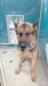 Help find lost husky and lab in Spencer, Oklahoma