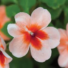 Image result for Impatiens salpinx