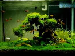 Bonsai Driftwood The Precious Jewel Of Your Aquascape Dieren