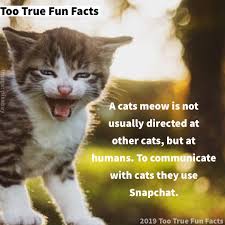 10 fascinating facts about cats learn more about your cat. Too True Fun Facts Ø¯Ø± ØªÙˆÛŒÛŒØªØ± Cats Fun Fact Cat Cats Animal Animals Snapchat Comedy Funny Meme Memes Memesdaily Parody Parodyaccount Satire Lol Lols Lolz Humor Humour Humorous Fact Facts Funfact Funfacts