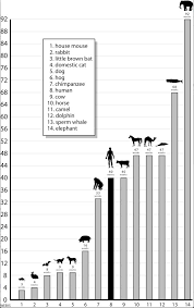 Average Gestation Periods Of Selected Mammals Mammals