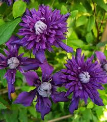 Image result for Clematis costata
