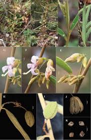 Image result for Malvaceae: Byttnerioideae, Helicteroideae
