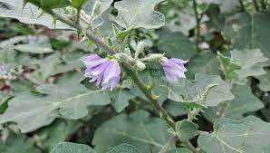 Image result for Solanum campylacanthum 'incanum type'