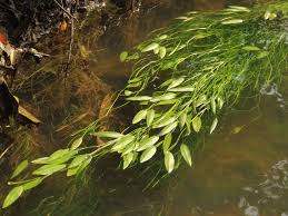 Image result for Potamogeton octandrus