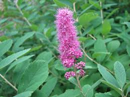 Image result for Spiraea douglasii