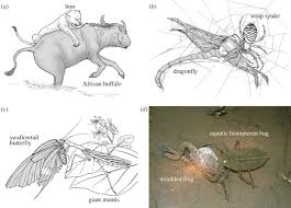 Predator Prey Body Size Relationships When Predators Can Consume Prey Larger Than Themselves Biology Letters There are 442 predator prey for sale on etsy, and they cost $31.92 on average. predator prey body size relationships