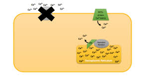 Image result for Calcium Channel Blocker Overdose