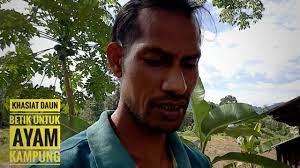 Daun ini biasa digunakan untuk ayam yang tidak nafsu makan. Ternakkan Ayam Kampung Asli Youtube
