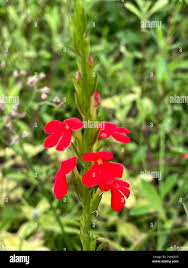 Image result for Striga asiatica