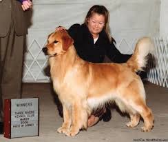 Golden retrievers are sturdy, strong, and kind, known for their adeptness at hunting and their strength of character. Sonshine Golden Retrievers For Sale In Wakarusa Indiana Best Pets Online