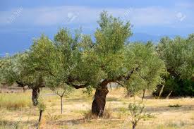 Olive Trees Under Bright Sunlight Kalamata Messinia Greece Stock Photo Picture And Royalty Free Image Image 22855857
