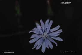 Check out our missouri wildflowers selection for the very best in unique or custom, handmade pieces from our shops. Us Wildflower S Database Of Blue Wildflowers For Missouri
