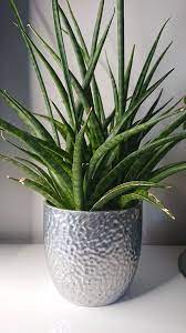 Sansevieria trifasciata is the most common type of snake plant of all snake plant varieties on this list. Sansevieria Dracaena Snake Plant Mother In Law S Tongue Guide Our House Plants