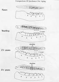 aging whitetail deer by their teeth wildlife pro deer