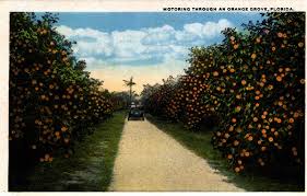 Orange grove, gauteng, a suburb of johannesburg. Florida Memory Motoring Through An Orange Grove Florida