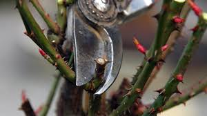 Como Podar Roseiras Floral Rings Silver Rings Silver