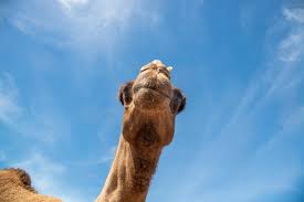 The head test is to find a camel. Our Broome Camels Broome Camel Safaris