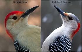 Grey Bird With Red Mohawk Male And Female Red Bellied Woodpeckers Together Google Search Woodpecker Bird Feathers Birds