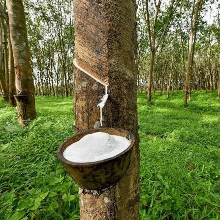 Vận chuyển cao su nguyên từ Bình Phước đi Thanh Hóa
