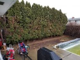While there are hundreds of species and varieties of cedars, 3 are most commonly available as hedging. Cedar Hedges Adjacent Grass Toronto Master Gardeners