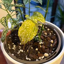 Image result for Hypoestes cancellata