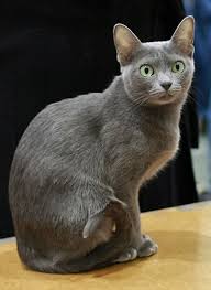 10 cat breeds that shed the least (with pictures) 1. Which Cats Shed The Least Cat Daily News